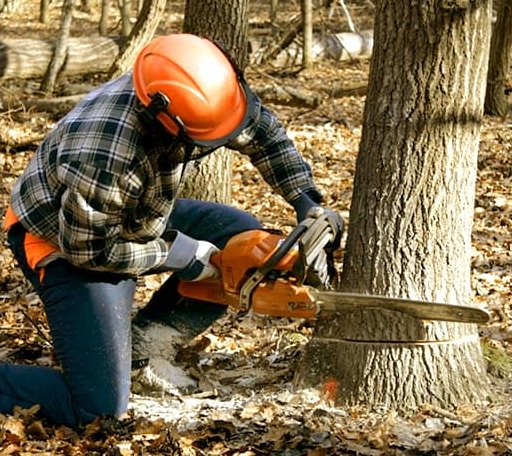 Tree Removal in Kewadin, MI